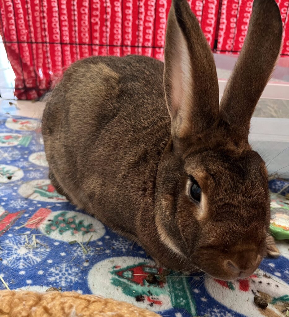 arthur 1