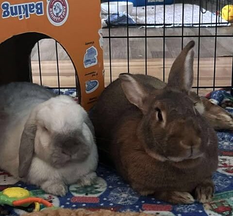 arthur and luna