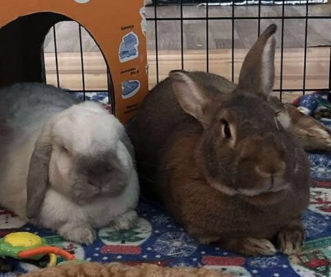 arthur and luna