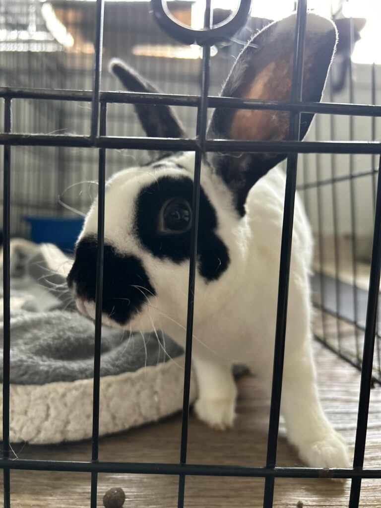 bebe 2
