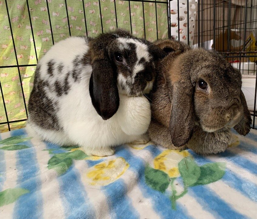 betty and winnifred