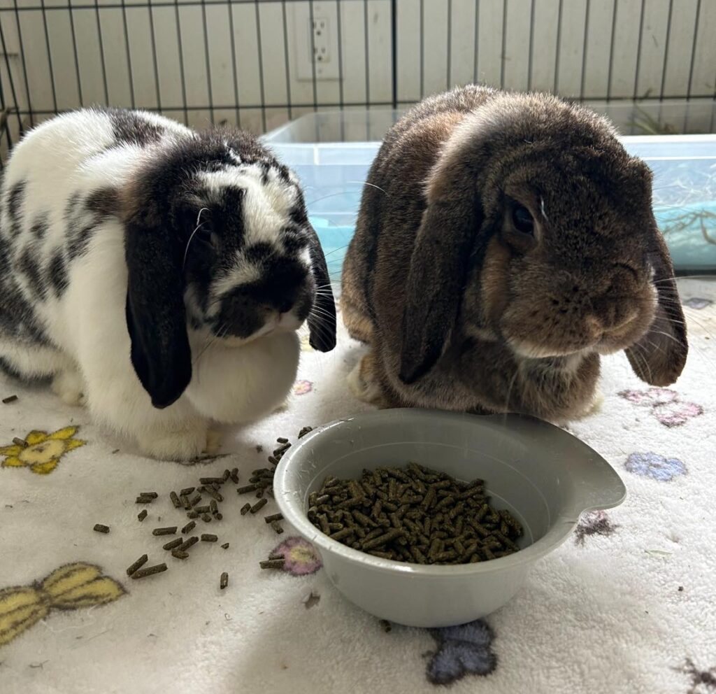 betty and winnifred 3