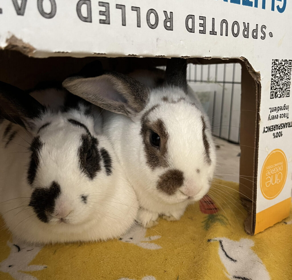 bini and sauerkraut