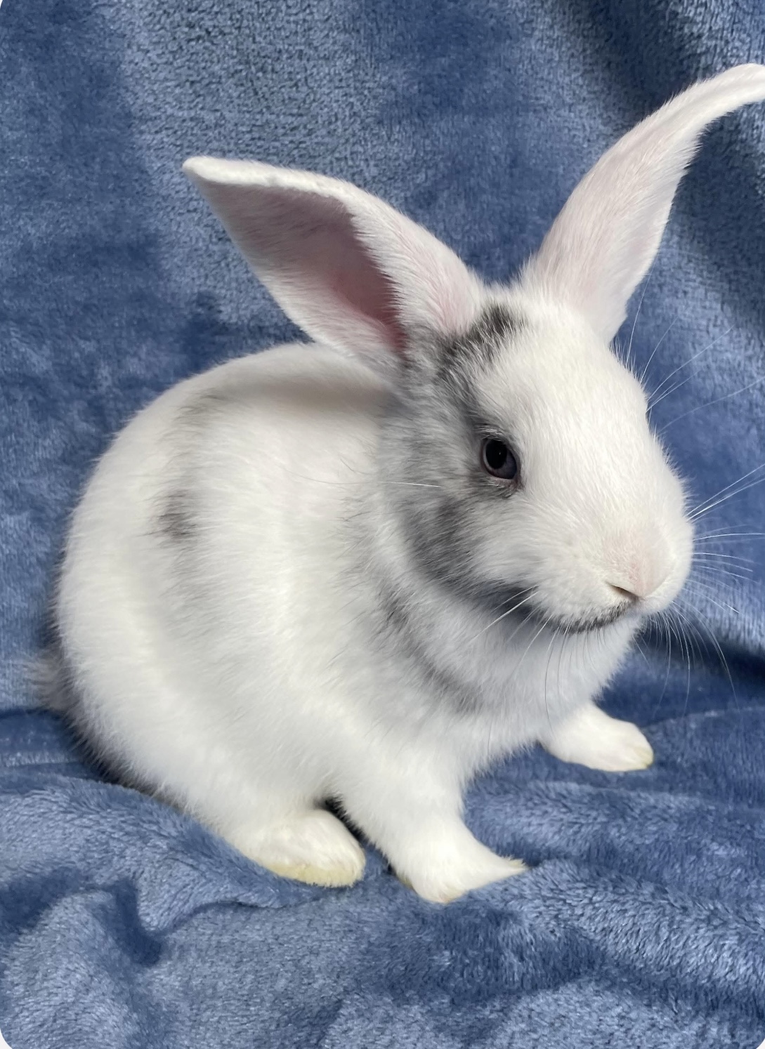 Birch – Avalon Microsanctuary