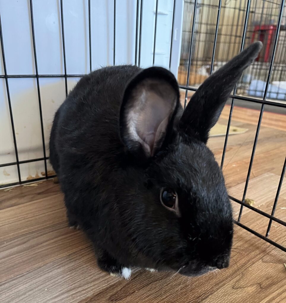 blackie 1