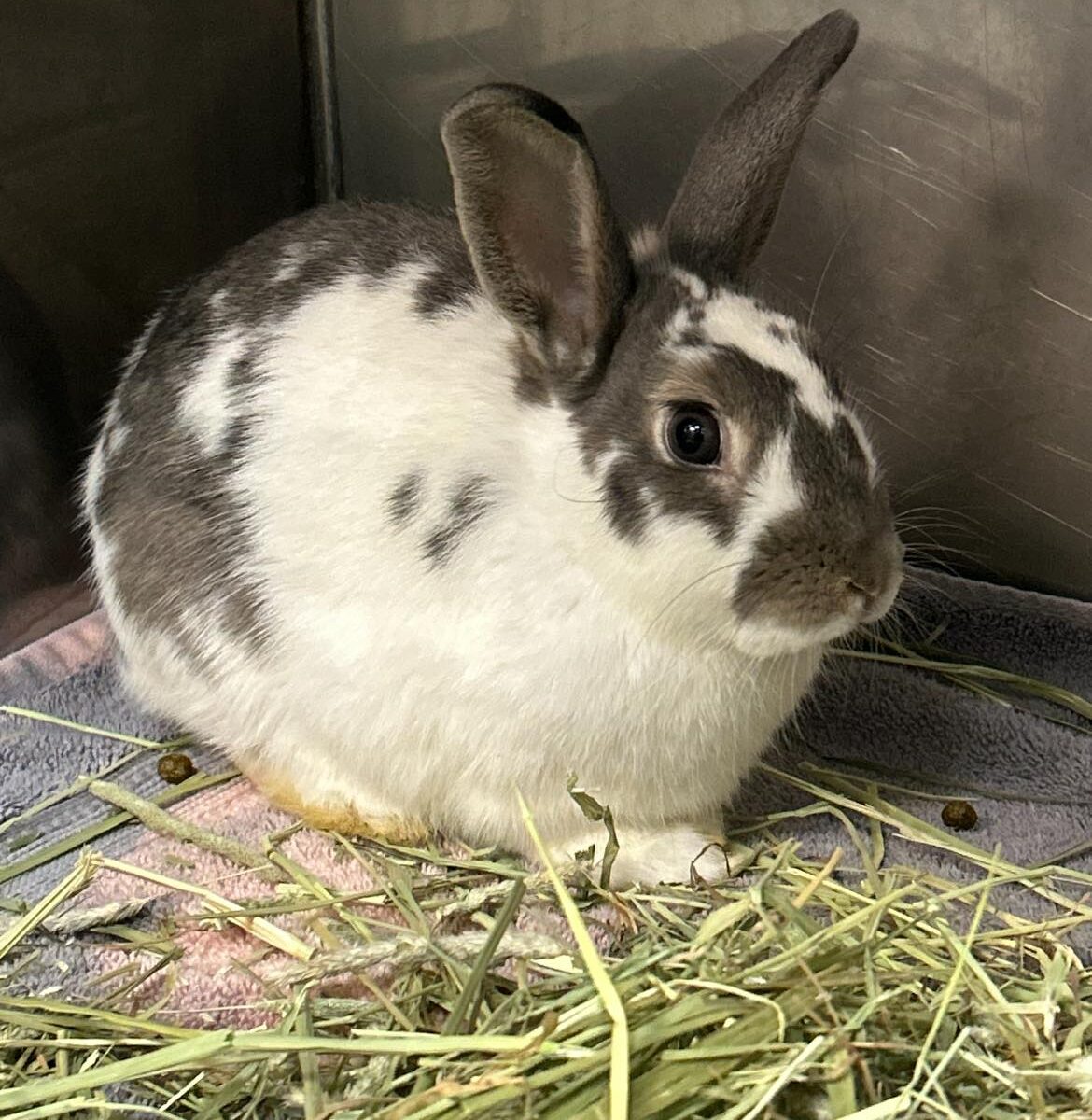 Avalon Microsanctuary – Rescuing rabbits from abusive, neglectful, and ...