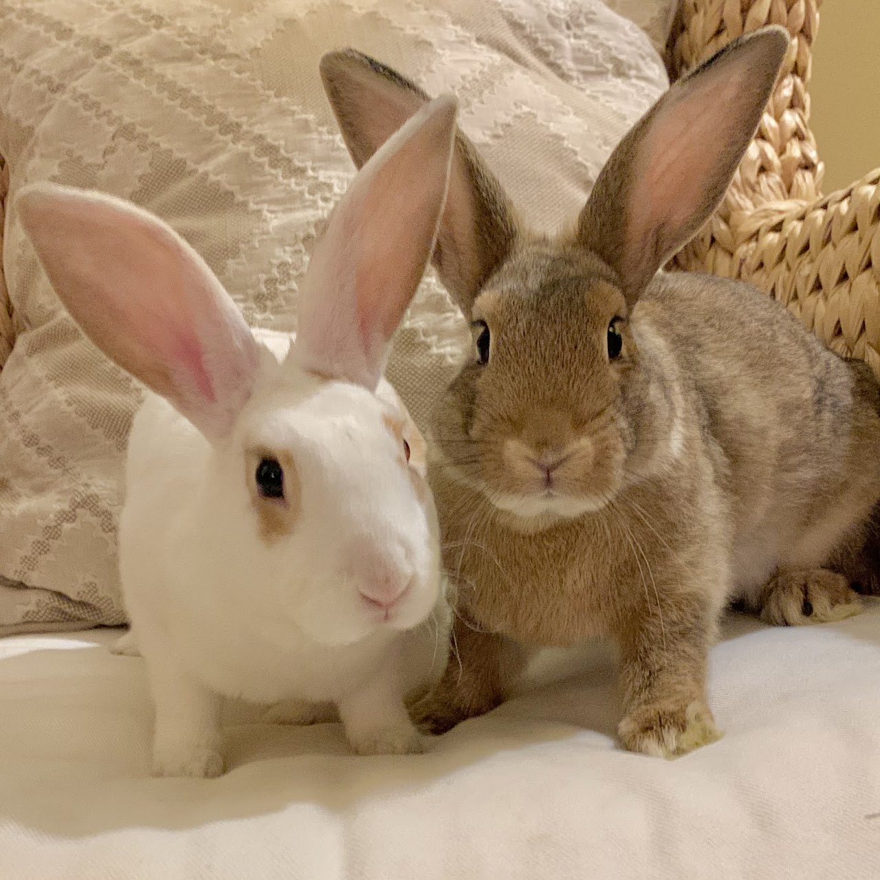 bunnies 1