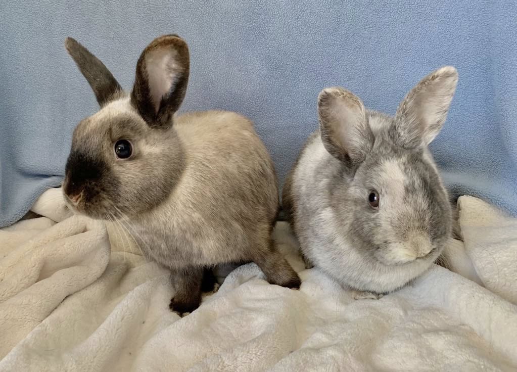 bunnies 2