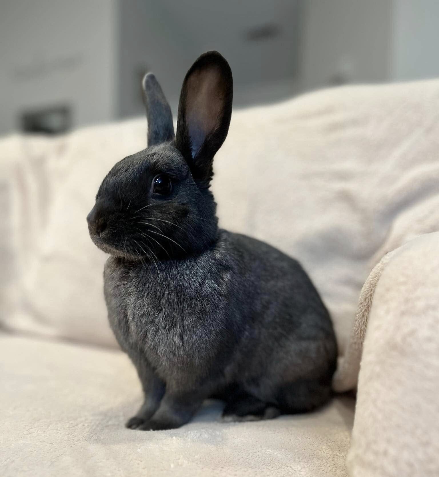bunny 1
