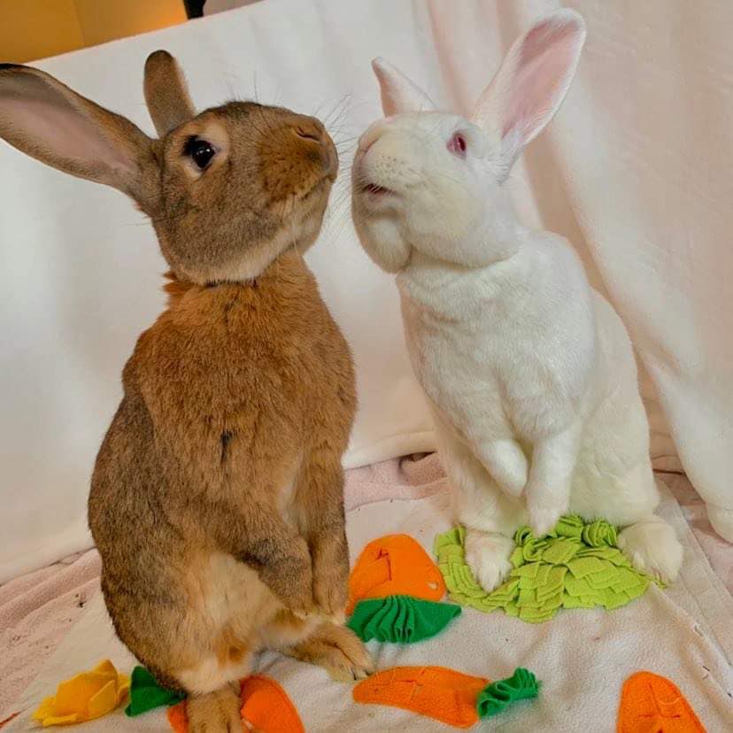 clover and maisel