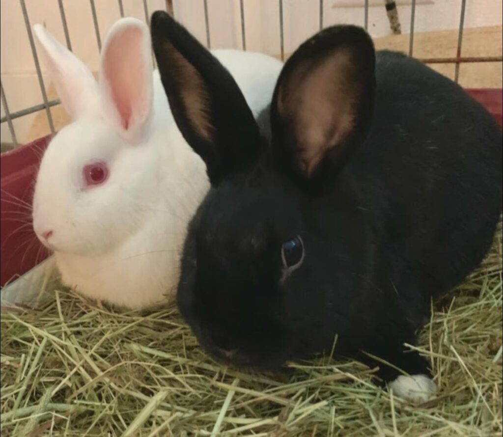 gracie and gossie