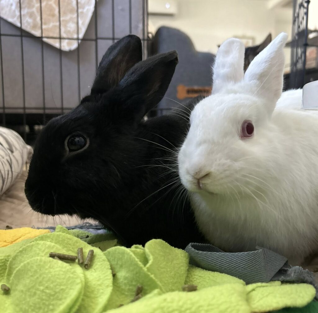 gracie and gossie 2