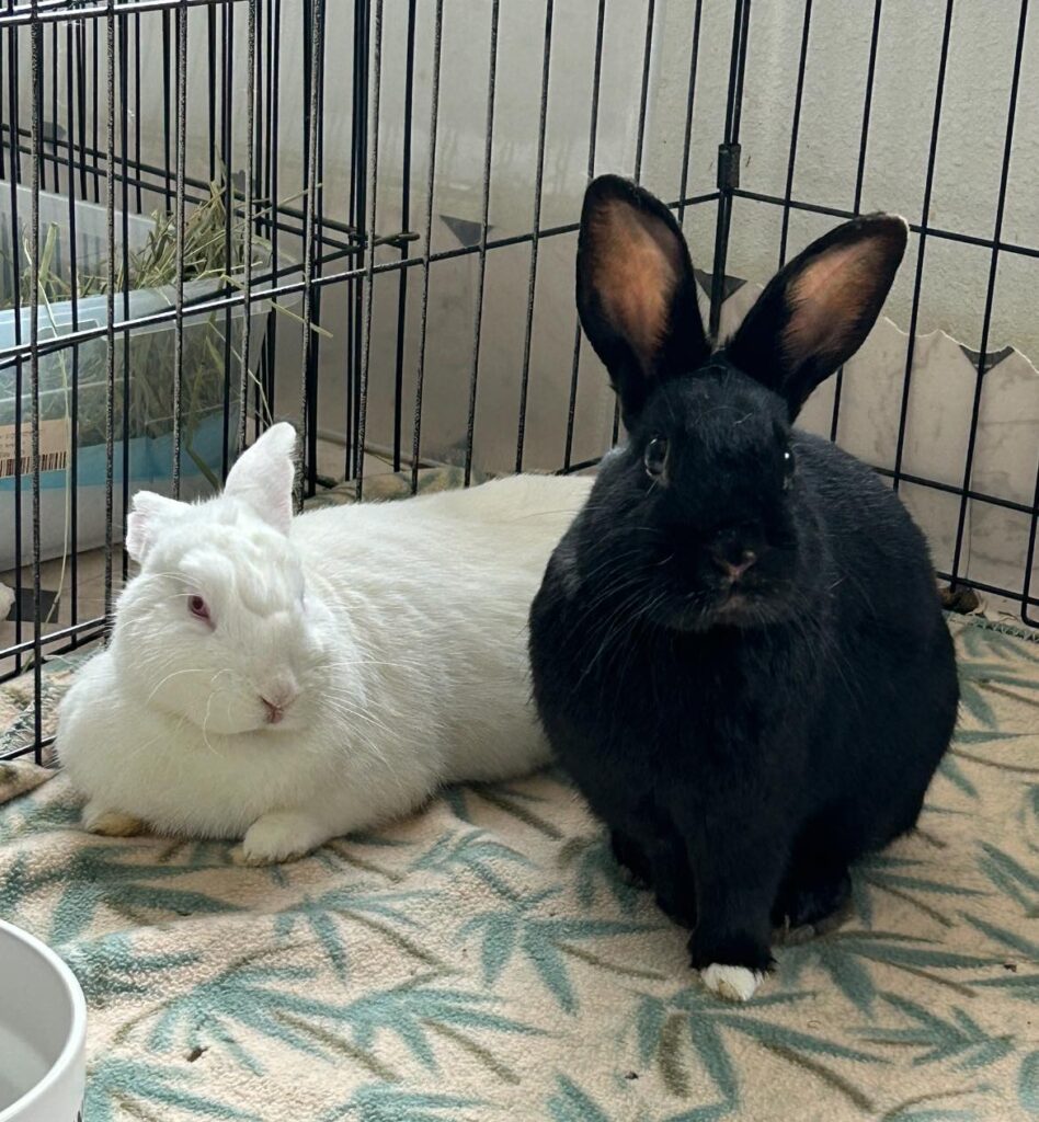 gracie and gossie 3