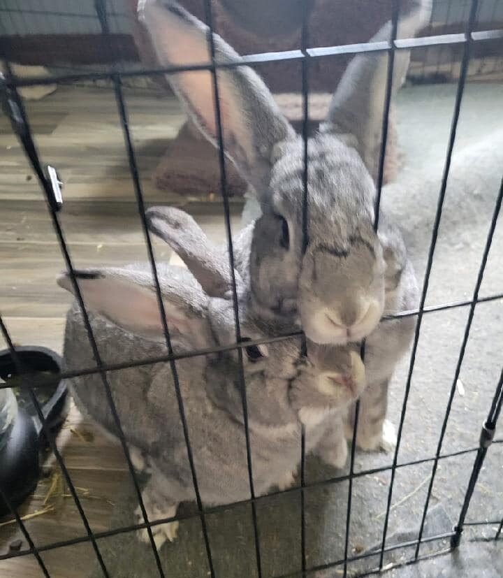 gritsy and mr toes