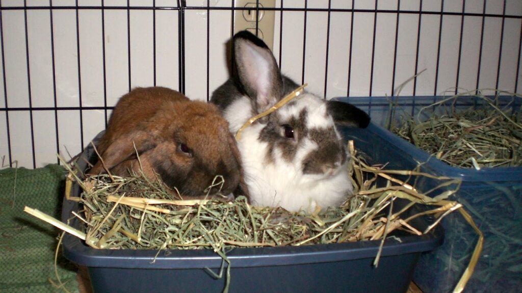 litterbox 1