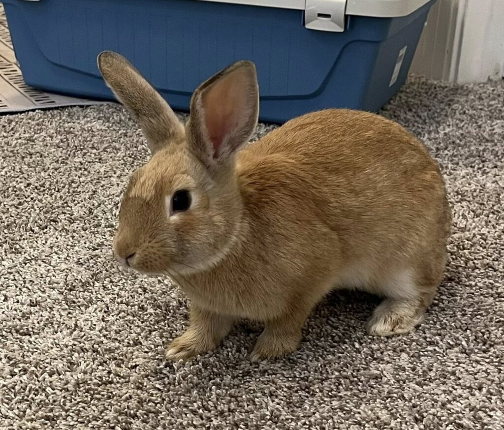 maple