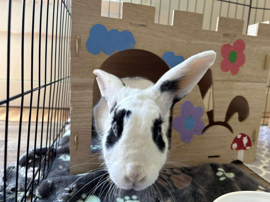 moo 3