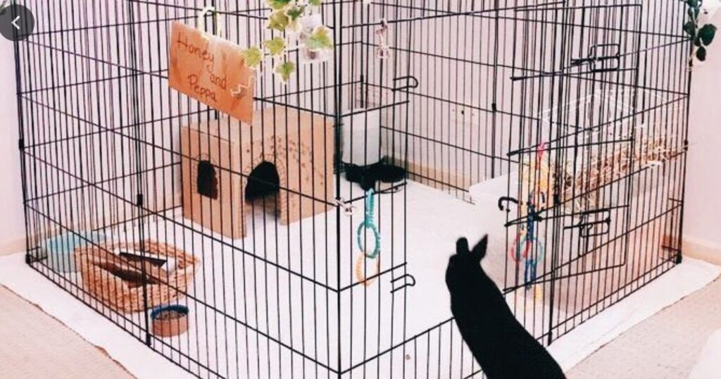 rabbit setup 1