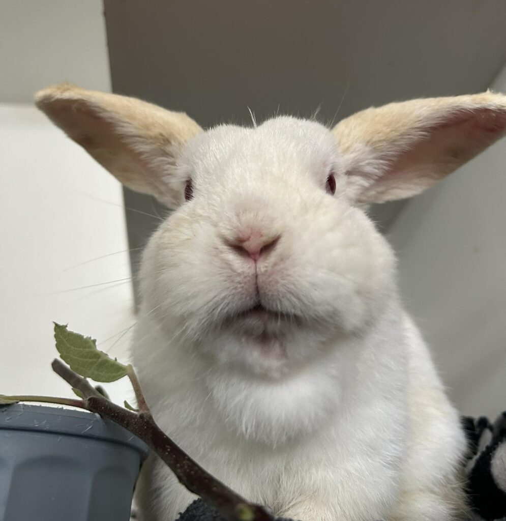 simon