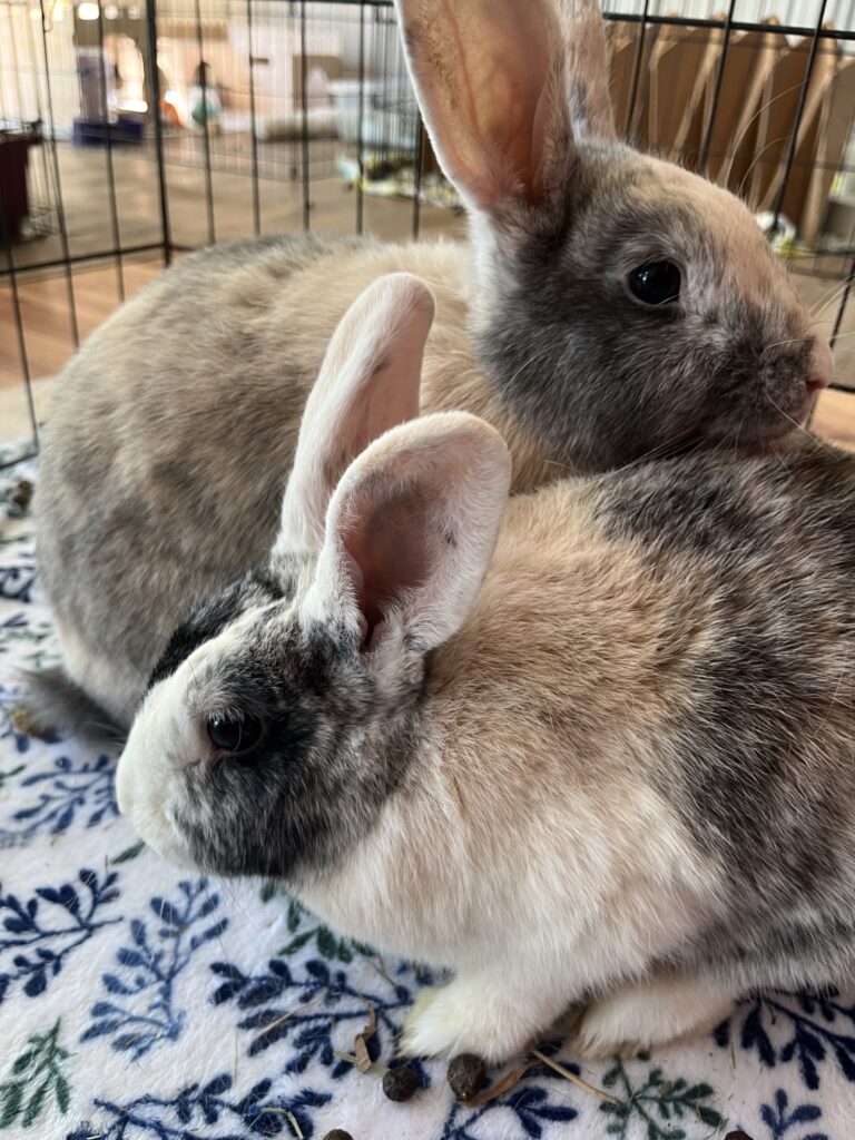 sundae and scutterbotch 3