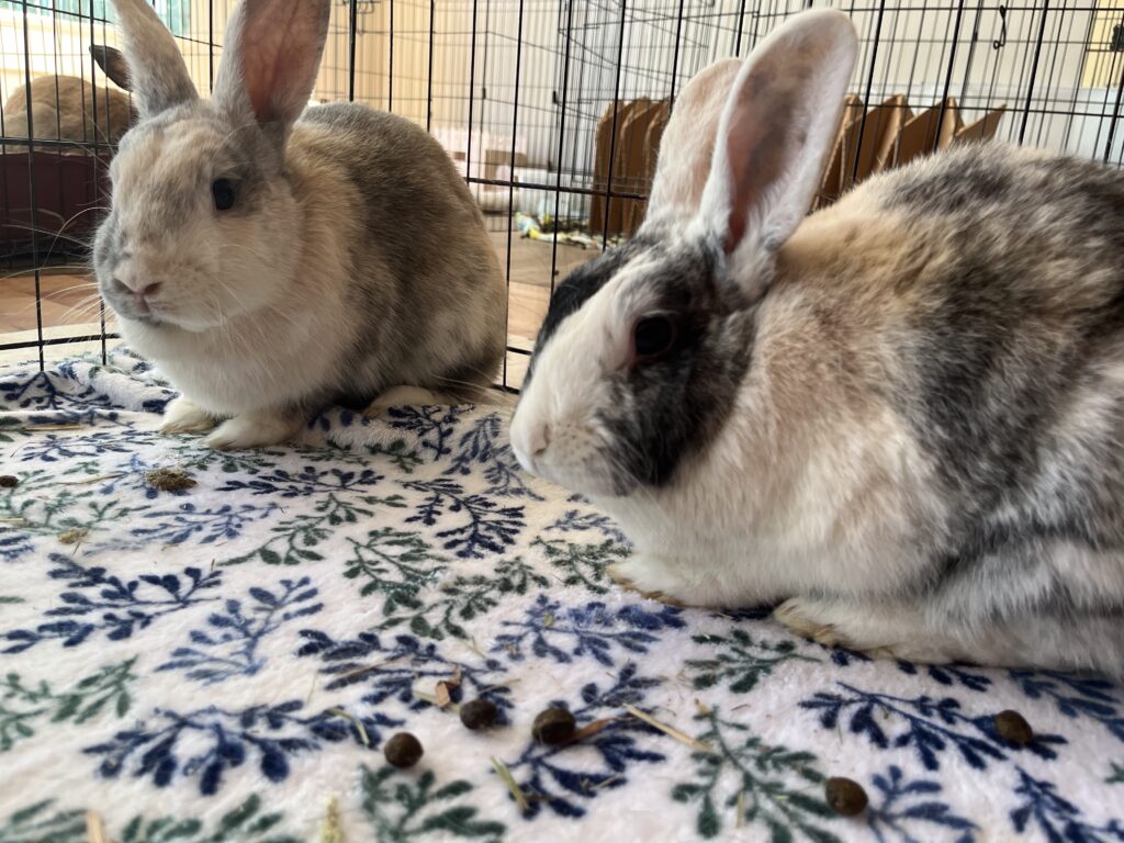 sundae and scutterbotch 4
