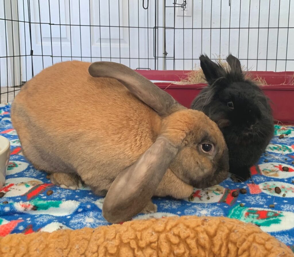 sven and minnie