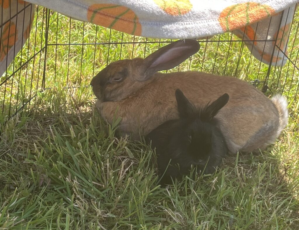 sven and minnie 3