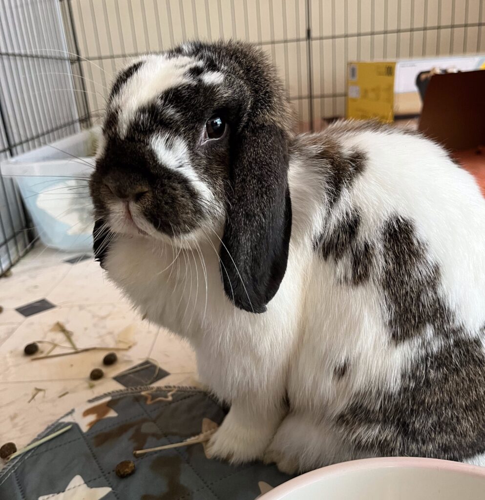 winnifred 2