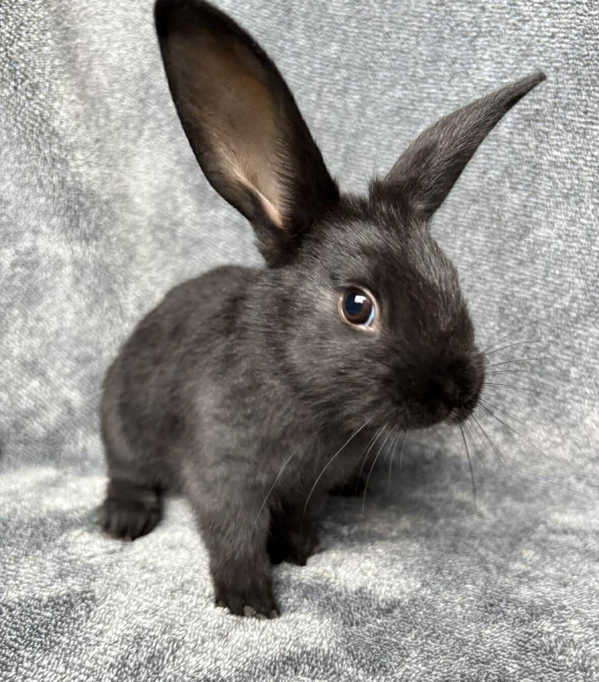 Raisin – Avalon Microsanctuary